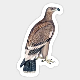 Eagle Sticker